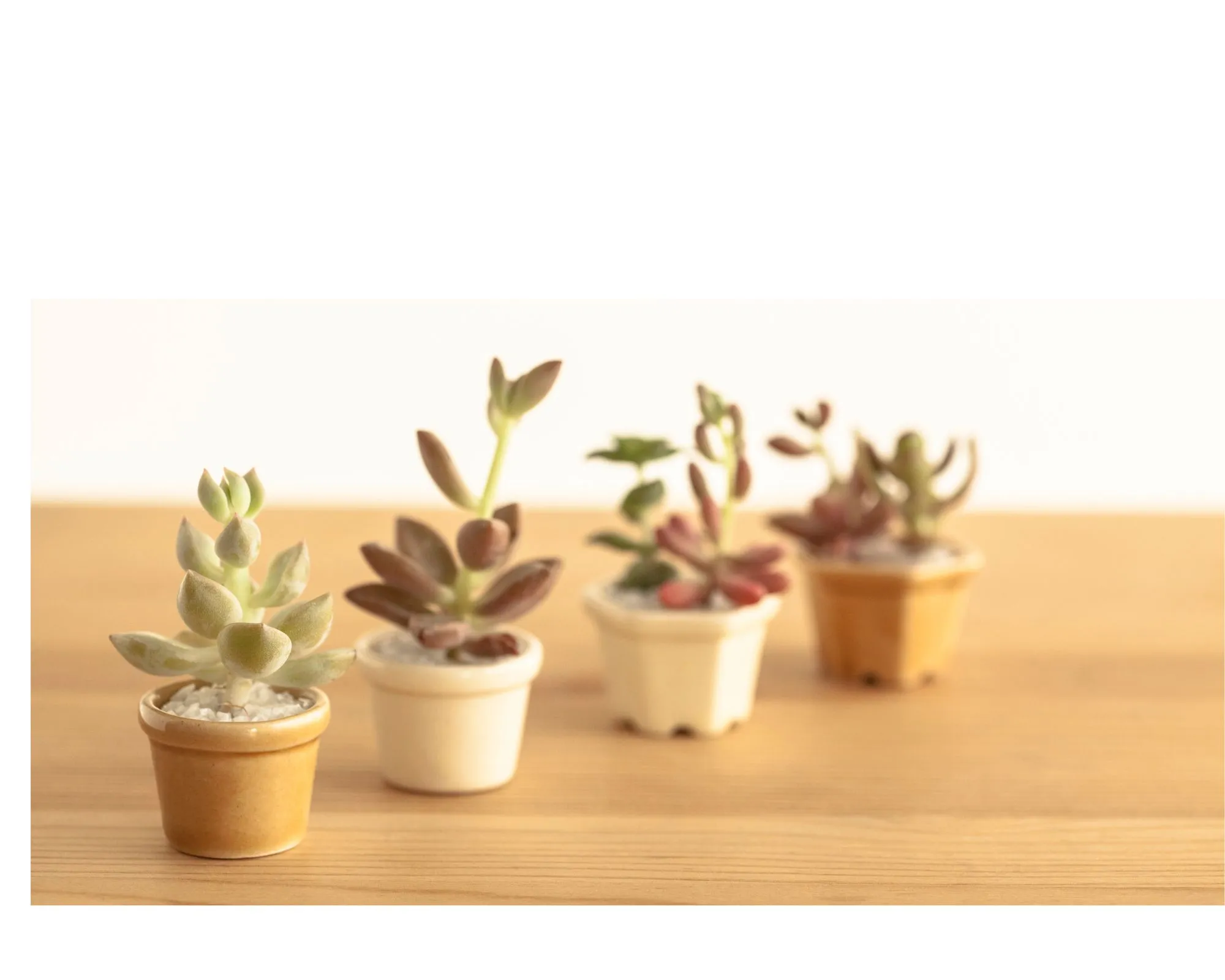 Succulent pot on top of desk by M.C Digital Solutions